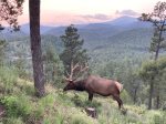Even the elk love the view